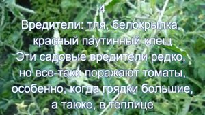 у томатов скручиваются листья