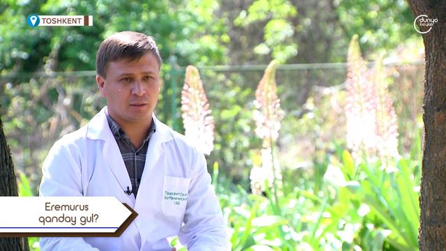 Eremurus qanday gul? смотреть онлайн