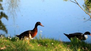 Asserbos Middagje proberen met Canon 650D 18 - 135 STM lens