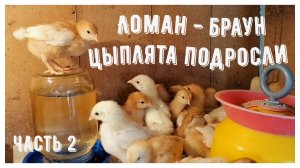 ✨Ломан - Браун цыплята подросли✨ часть 2