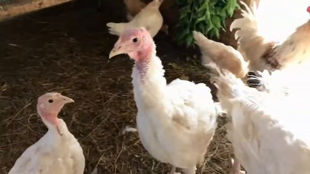 Индюшата конвертер и курочки несущие голубые яйца. смотреть онлайн