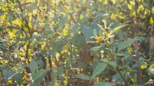 Nikon Coolpix L27 video test смотреть онлайн