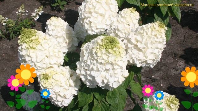 Гортензия метельчатая Мэджикал Монблан. Краткий обзор hydrangea paniculata Magical Mont Blanc