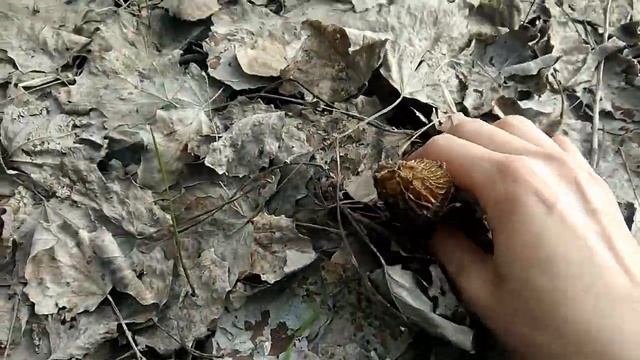 Сморчки и сморковая шапочка. Грибы 2019. В драку с лесом за грибами. смотреть онлайн