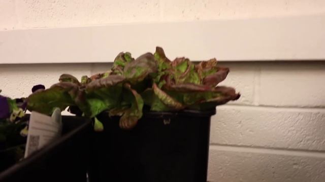 Full spectrum grow light comparison test - COB vs Red Blue LED vs CFL смотреть онлайн