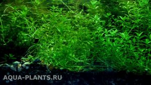 Хемиантус микрантемоидес - тайная жизнь аквариума 4к