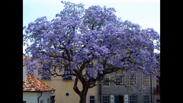 ПАВЛОВНИЯ  (PAULOWNIA)  сем. Норичниковые