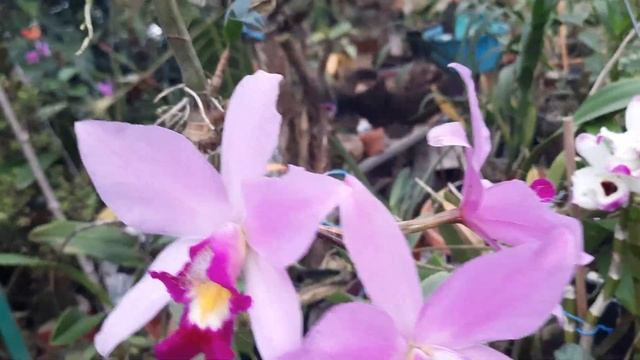 Laelias Anceps en Xalapa смотреть онлайн