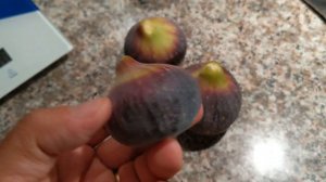 #инжир #figs Инжир сорта Maltese beauty