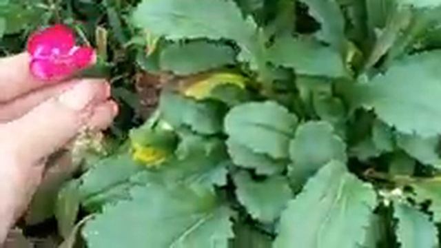 Собираем семена цветов. смотреть онлайн