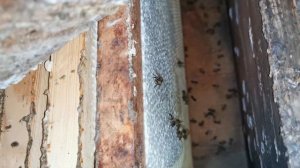 Среднерусские пчелы, 80 дней в омшанике. +7. Пасека Старчевских