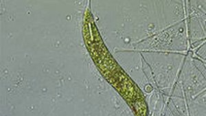 биология "простейшие: жгутиконосцы"