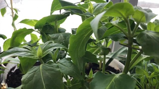 Георгины ?георгины патио (карликовые ). Формировка . Нужно ли стричь георгины ? смотреть онлайн