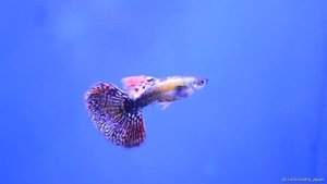 Гуппи «Красный Дракон». Guppy «Red Dragon»