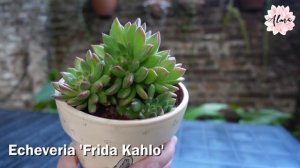 Echeveria 'Frida Kahlo' #LaSuculentaElegidadelDía