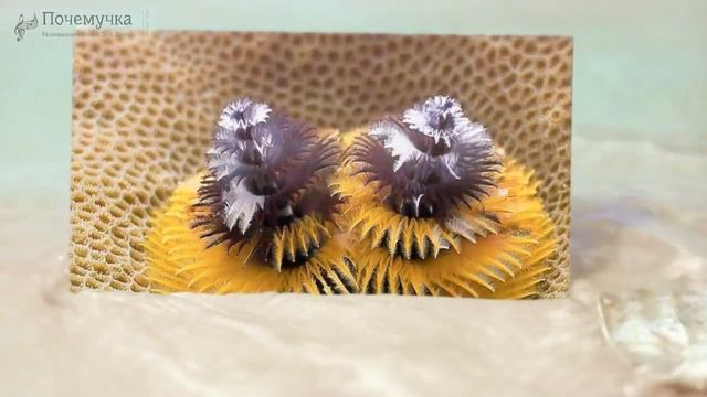 Червь "Новогодняя елка"/ Spirobranchus giganteus смотреть онлайн