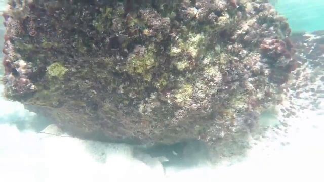 Snorkeling on Key West and Miami Beach или с "Фри" дайвинг в Майами