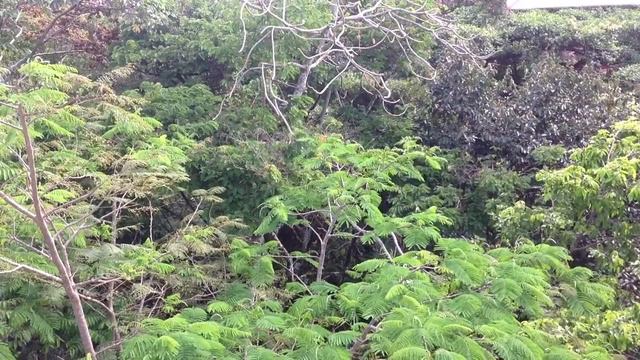 Una flor en la Acacia. смотреть онлайн