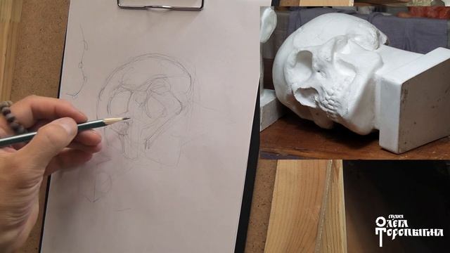 Набросок черепа в ракурсе смотреть онлайн