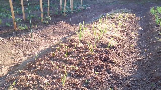 Чеснок яровой смотреть онлайн