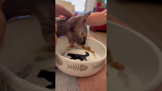 Как едят сфинксы  #кошки#сфинксы #сфинкс #gata #gatitos #sphynx #sphynxcats