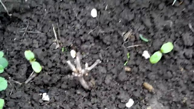 Виноград НОВЫЙ ПОДАРОК ЗАПОРОЖЬЮ поэтапное развитие куста. (1 часть) смотреть онлайн