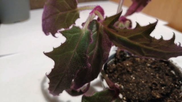 Высаживаю черенки Бемерии, Гинуры, Традесканции Рео, Каланхое, Педилантуса, Маранты! смотреть онлайн