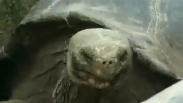 Водные черепахи