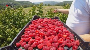 ОСТОРОЖНО! ТОЛЬКО ТАК ДАЕМ КРАХМАЛ МАЛИНЕ! И Тогда Малина Засыплет Вас Ягодами С Ног До Головы!