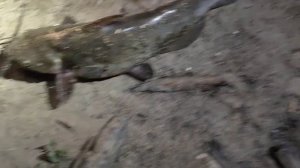 Рыбалка с ночевой на Рефтенском водохранилище.   Караси,сомики.