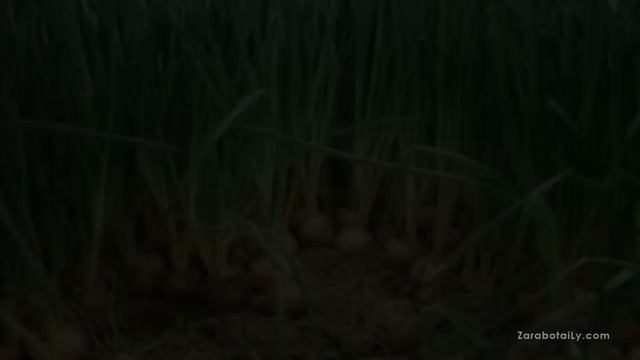 Зелёный лук в магазине 2 смотреть онлайн