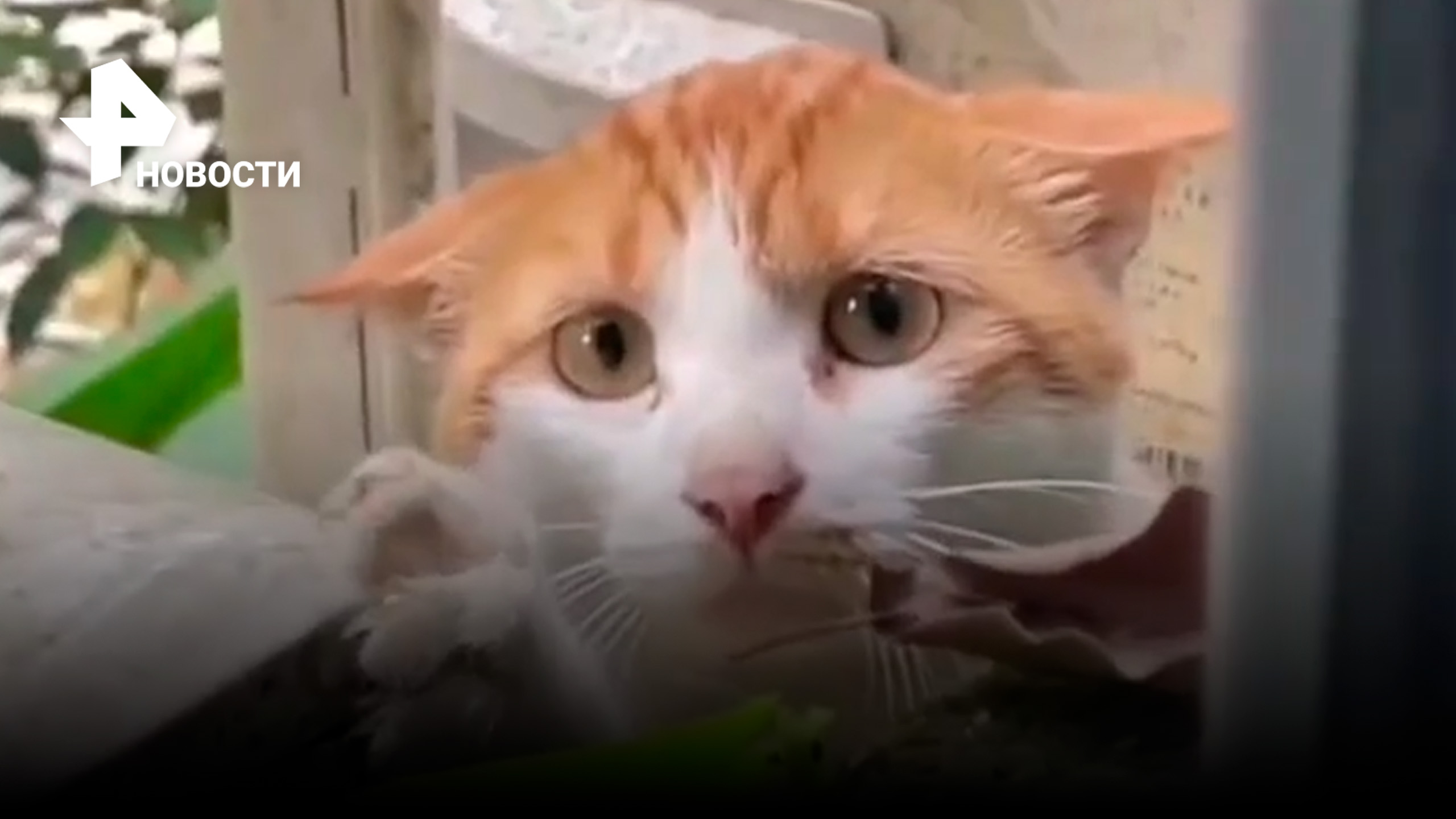 Напуганный котик в Турции растрогал пользователей соцсетей / РЕН Новости