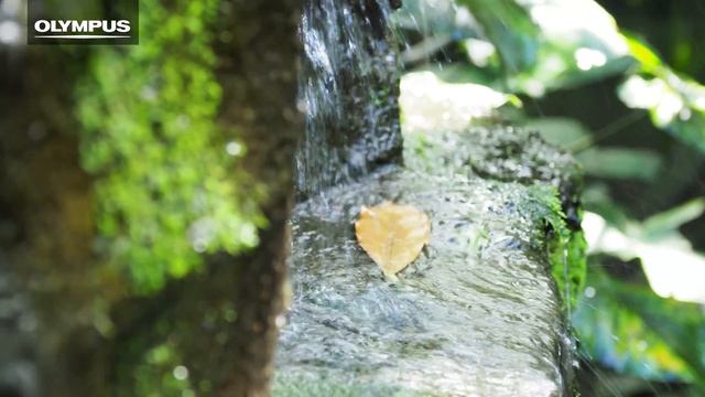 OLYMPUS OM-D E-M1 Mark II - The Birds of Bali in 4K смотреть онлайн