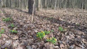 Природа просыпается! Прекрасная погода!