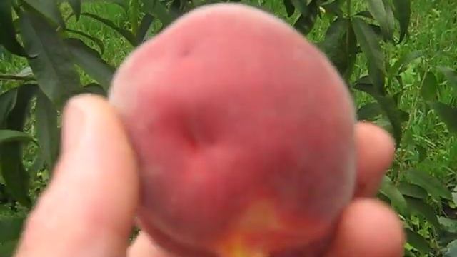 Персик Роял Ли (Royal Lee) 2019 Современный ,улучшенный сорт персика смотреть онлайн