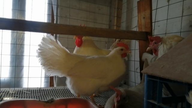 Леггорн-яичная порода кур. Мой опыт Часть 1  Leghorn is an egg breed of chickens. My experience .