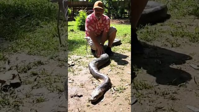 ANACONDA! Lugar de animales lastimados, los curan y los regresan a su habitat. #mission #amazonas