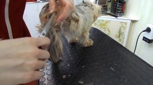 Лапы йорка-2