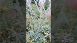 мордовник и его вредители