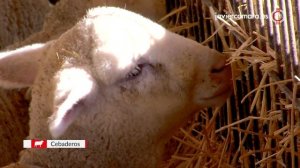 Проект Фермы Для Овец Проект Фермы для коз Овце ферма проект Козья ферма проект