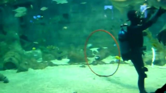 Океанариум кормление акулы смотреть онлайн