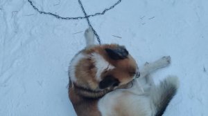 Пёс ? "Арчи" просится гулять.