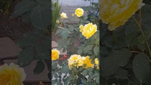 Сорт розы Молинью Девида Остина,она скромная трудяжечка