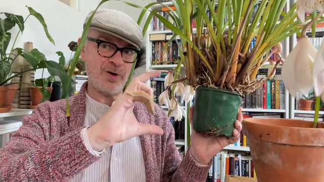 How to grow the species orchid Cymbidium wenshanense: a beautifully elegant flower indeed! смотреть онлайн