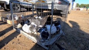 УЗБЕКСКИЕ,БАКИНСКИЕ,СТАТНЫЕ ГОЛУБИ на ЯРМАРКЕ