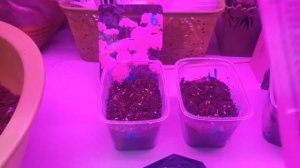 Посев Пеларгонии Буллз Ай F1 Салмон и Черри . Посев Бегонии гибридной Грифон.