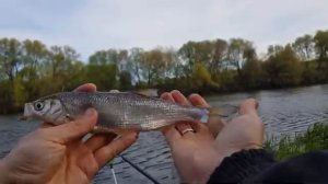 Рыбалка на ФИДЕР | Фидерная ловля в мае