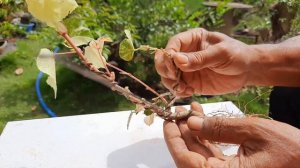 How To Make Sea Hibiscus Become A Beautiful Bonsai