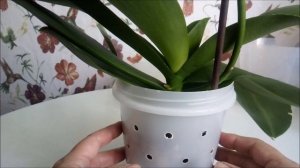 Пересадили орхидею? Как правильно ухаживать за орхидеей после пересадки! Результат на лицо!