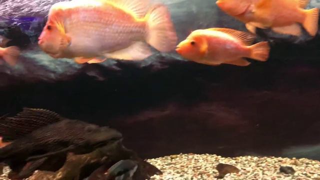 Музей Мирового океана смотреть онлайн